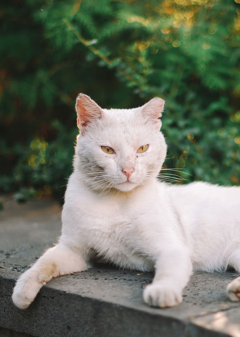 Quincy Area Community Cat Coalition